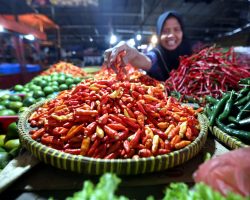 Pemerintah Harus Bertindak Cepat Melonjak nya Harga Cabai