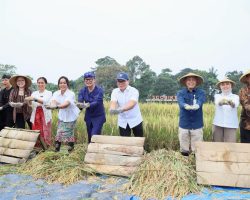 Bima Arya Wamendagri Panen Raya Agro Edu Wisata Organik Sebagai Wujud Kemandirian Pangan Nasional