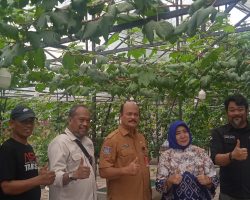 Kadis Pertanian Kota Tangerang Selatan : Kota Tangerang Selatan Sebagai Kota Anggur dan Mendorong  Legalitas PONJAY BENDAV Sebagai Varietas Lokal Anggur Tangsel