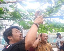 Ketua Umum DPP ASPAI :  Dorong Legalitas Varietas Anggur Lokal PONJAY BENDAV Menjadi Kota Anggur Pertama di Indonesia