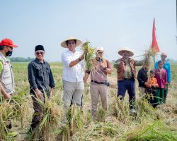 Program Wakaf Sawah Produktif untuk Ketahanan Pangan Yayasan Rindang Indonesia