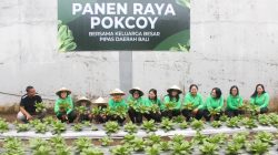 Perkuat Kemandirian, PIPAS Bali Panen Sayuran dan Cicipi Hasil Olahan Warga Binaan Lapas Bangli