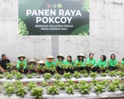 Perkuat Kemandirian, PIPAS Bali Panen Sayuran dan Cicipi Hasil Olahan Warga Binaan Lapas Bangli