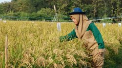 Panen Harapan: Ketika Generasi Z Al-Zaytun Mengubah Wajah Pertanian Indonesia