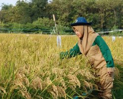 Panen Harapan: Ketika Generasi Z Al-Zaytun Mengubah Wajah Pertanian Indonesia