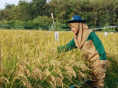 Panen Harapan: Ketika Generasi Z Al-Zaytun Mengubah Wajah Pertanian Indonesia