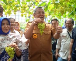 Panen Anggur PONJAY BENDAV Mampu Meningkatkan Kesejahteraan Warga Tangerang Selatan