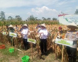 Panen Raya Jagung, Kapolda Sulsel Hadir di Desa Pabbentengang