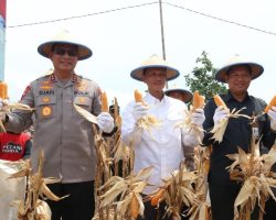 Panen Raya Jagung di Kaltara, Kapolda Pimpin Langsung dan Dorong Ketahanan Pangan Nasional