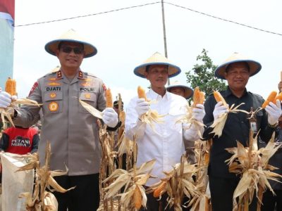 Panen Raya Jagung di Kaltara, Kapolda Pimpin Langsung dan Dorong Ketahanan Pangan Nasional