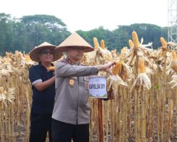Kapolda DIY Irjen Pol Anggoro Sukartono Hadiri Panen Raya Jagung di Sidorejo