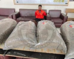 Polda Papua Ungkap Kasus Narkotika Lintas Negara, Amankan 21,3 Kg Ganja dari WNA PNG