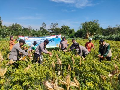 Polres Probolinggo Wujudkan Program Swasembada Pangan Lewat Panen Jagung Bersama Petani