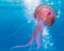 Ngeri Tapi Nyata, Hewan Ini Bergerak dan Bertahan Hidup Tanpa Otak!