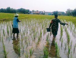 Babinsa Kelurahan Pekalipan Turun ke Sawah Dukung Ketahanan Pangan Nasional
