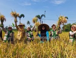 KWT Kalimiru Panen Padi 7,2 Ton per Hektare