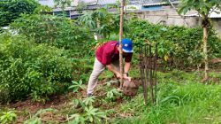 Wujud Ketahanan Pangan, Bendahara DPD AsMEN Bekasi Tanam Singkong di Lahan Produktif