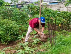 Wujud Ketahanan Pangan, Bendahara DPD AsMEN Bekasi Tanam Singkong di Lahan Produktif