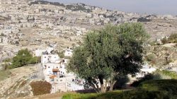 Wukuf di Arafah, Momen Sakral Puncak Ibadah Haji