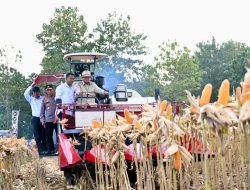 Perkuat Ketahanan Pangan Nasional, Presiden Prabowo Turun Langsung Panen Jagung di Tuban