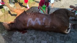 ​Idul Adha 2026: Indonesia Hijau Foundation Amanahkan Qurban Sapi Simental Marlboro dari Seskab RI Teddy Indra Wijaya  untuk Warga