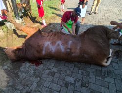 ​Idul Adha 2026: Indonesia Hijau Foundation Amanahkan Qurban Sapi Simental Marlboro dari Seskab RI Teddy Indra Wijaya  untuk Warga