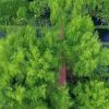 Cilincing Punya Hutan Mangrove yang Menyejukkan
