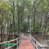 Cilincing Punya Hutan Mangrove yang Menyejukkan