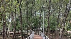 Cilincing Punya Hutan Mangrove yang Menyejukkan