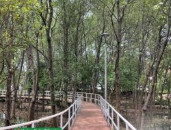 Cilincing Punya Hutan Mangrove yang Menyejukkan