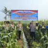 Polsek Teluknaga Panen Jagung Manis 1 Hektare, Hasilnya Dijual ke Warga dan Pasar