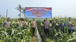 Polsek Teluknaga Panen Jagung Manis 1 Hektare, Hasilnya Dijual ke Warga dan Pasar