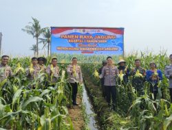 Polsek Teluknaga Panen Jagung Manis 1 Hektare, Hasilnya Dijual ke Warga dan Pasar