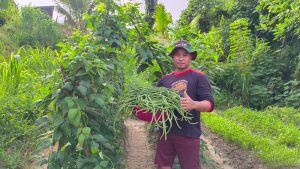 Panen Raya, Satgas Yonif 132/BS Bagikan Hasil Panen Kepada Masyarakat