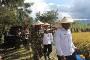 Peduli Ketahanan Pangan Papua Pegunungan, Dandim 1702/JWY Pimpin Panen Bersama Budidaya Tanaman Padi Program Unggulan Kodim 1702/JWY
