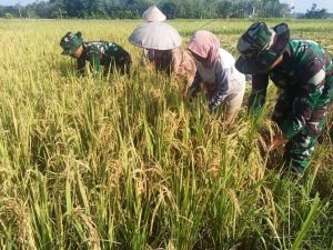 Dukung Ketahanan Pangan, Anggota Satgas TMMD Bantu Warga Panen Padi