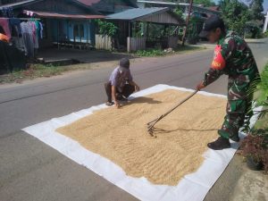 Jemur Padi Sarana Komsos Sertu Slamet Buadi Dengan Warga Binaan