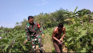 Dukung Ketahanan Pangan, Serda Sugiarto Bantu Petani Panen Sayuran