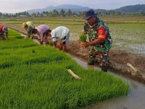 Dukung Ketahanan Pangan, Babinsa Bantu Petani Cabut Bibit Padi